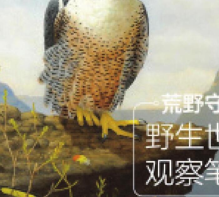 荒野守望